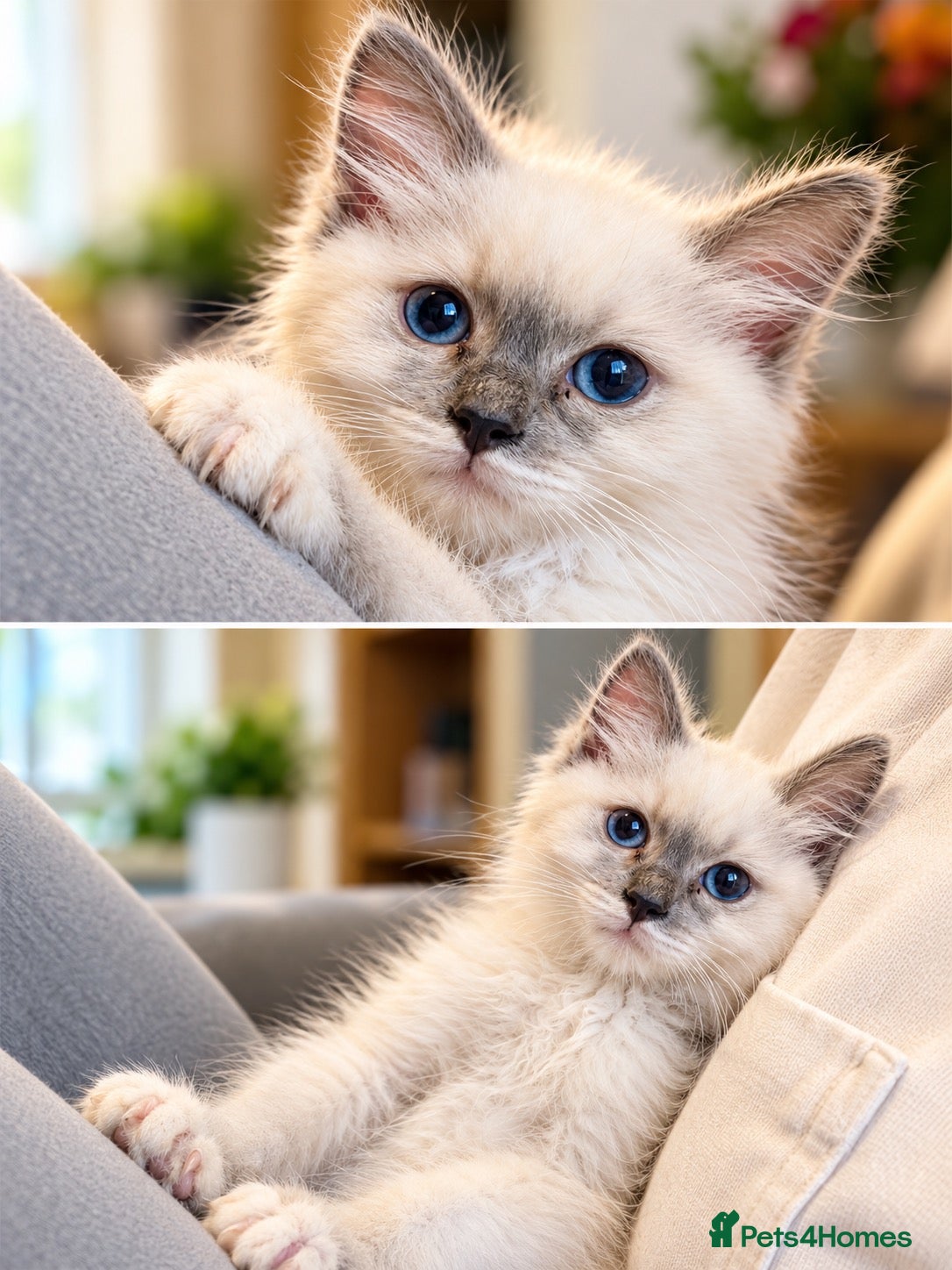 Ragdoll cats 🐾💙 GORGEOUS RAGDOLL KITTENS  - Advert 13