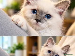 Ragdoll cats 🐾💙 GORGEOUS RAGDOLL KITTENS - Advert 1