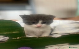 Mixed Breed cats for sale: Female Russian blue and British shorthair mix  - Image 18