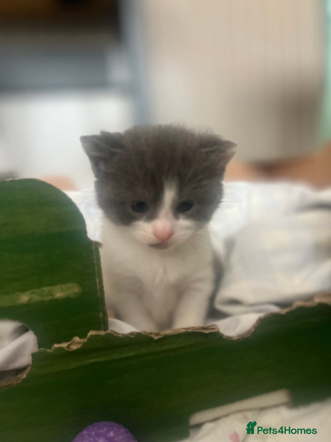 Mixed Breed cats for sale: Female Russian blue and British shorthair mix  - Image 18