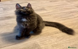 Maine Coon cats for sale: 2 Large Tica Maine Coon Kittens - Image 28