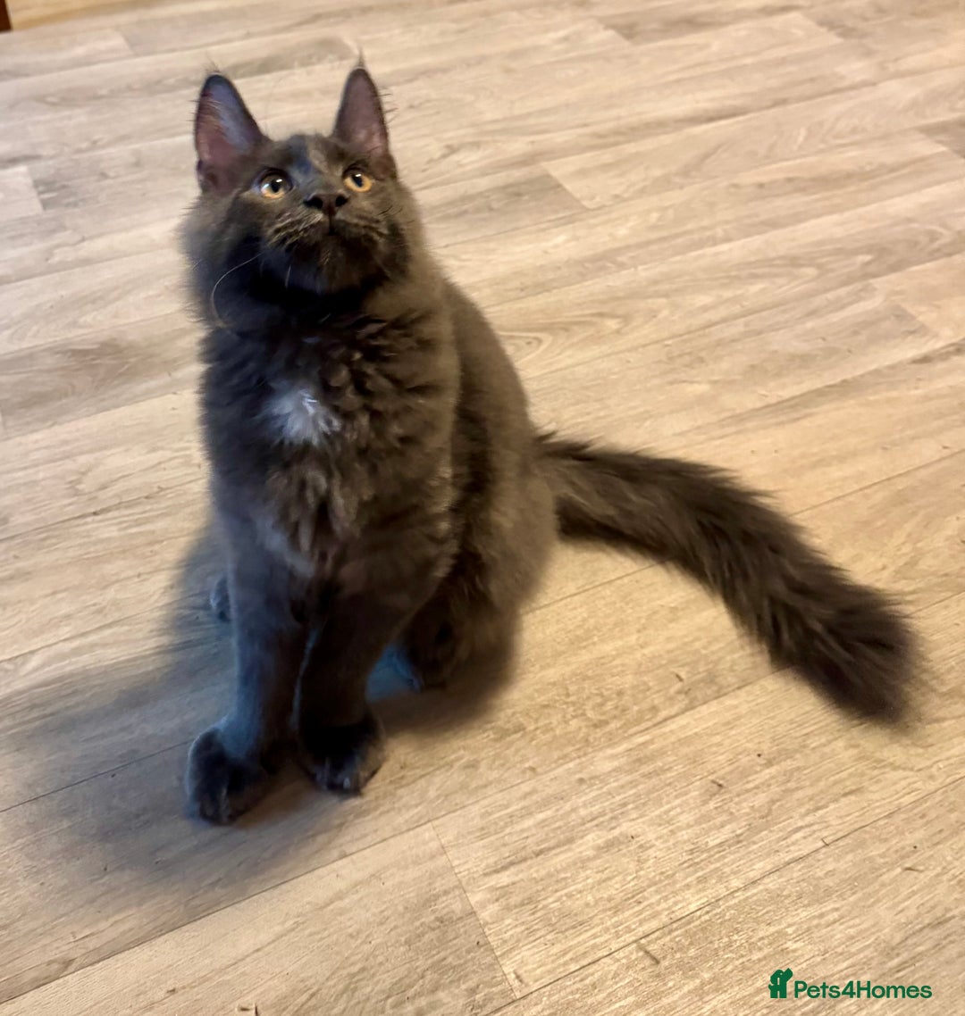 Maine Coon cats for sale: 2 Large Tica Maine Coon Kittens - Image 28