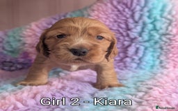 Cocker Spaniel dogs for sale: KC Registered Cocker Spaniel Puppies in Canterbury - Image 14