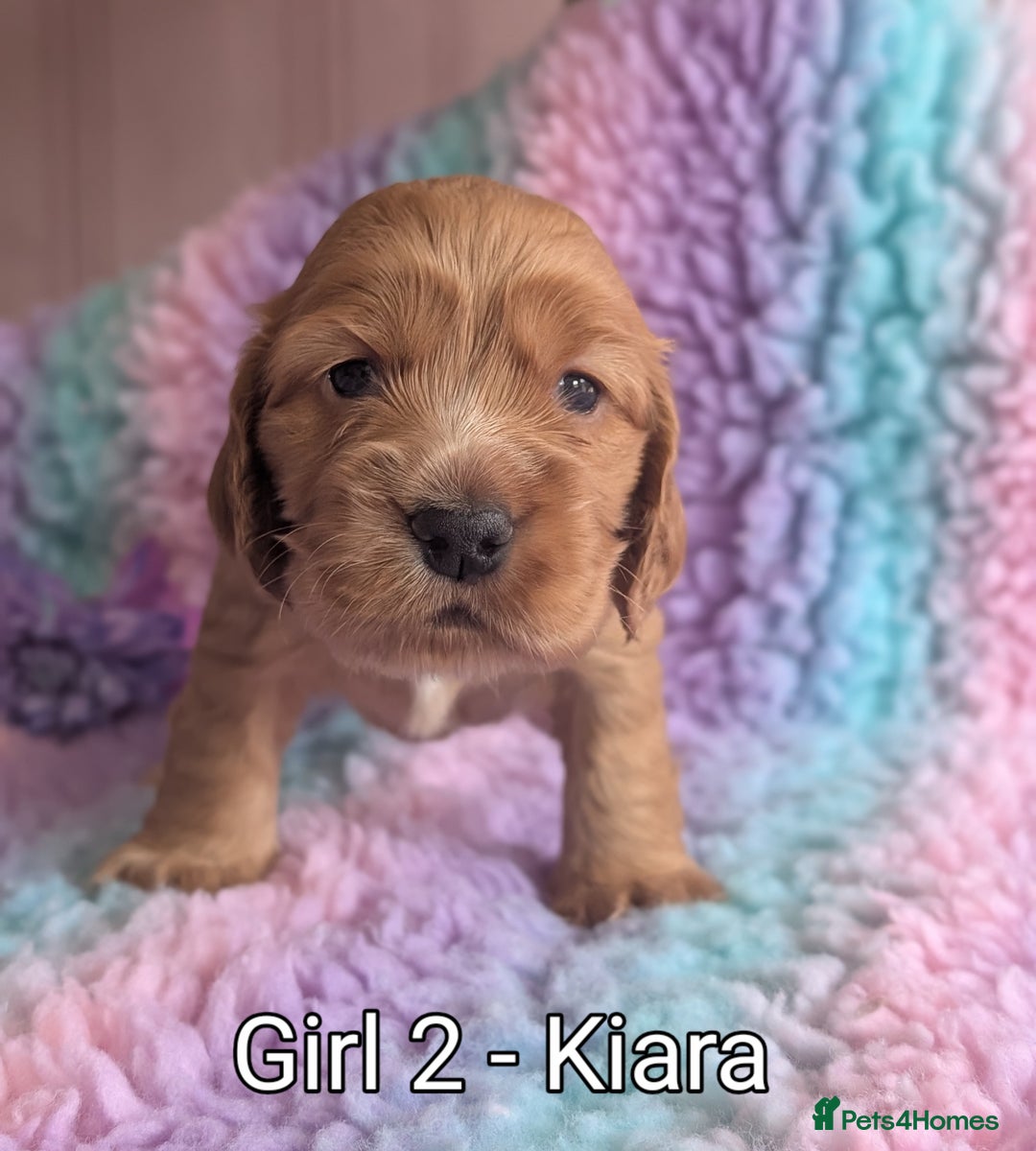 Cocker Spaniel dogs for sale: KC Registered Cocker Spaniel Puppies in Canterbury - Image 14