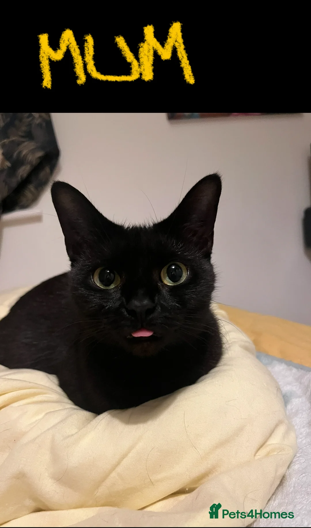 Mixed Breed cats for sale: Half-Ragdoll Kittens for Sale ❤️ - Advert 18