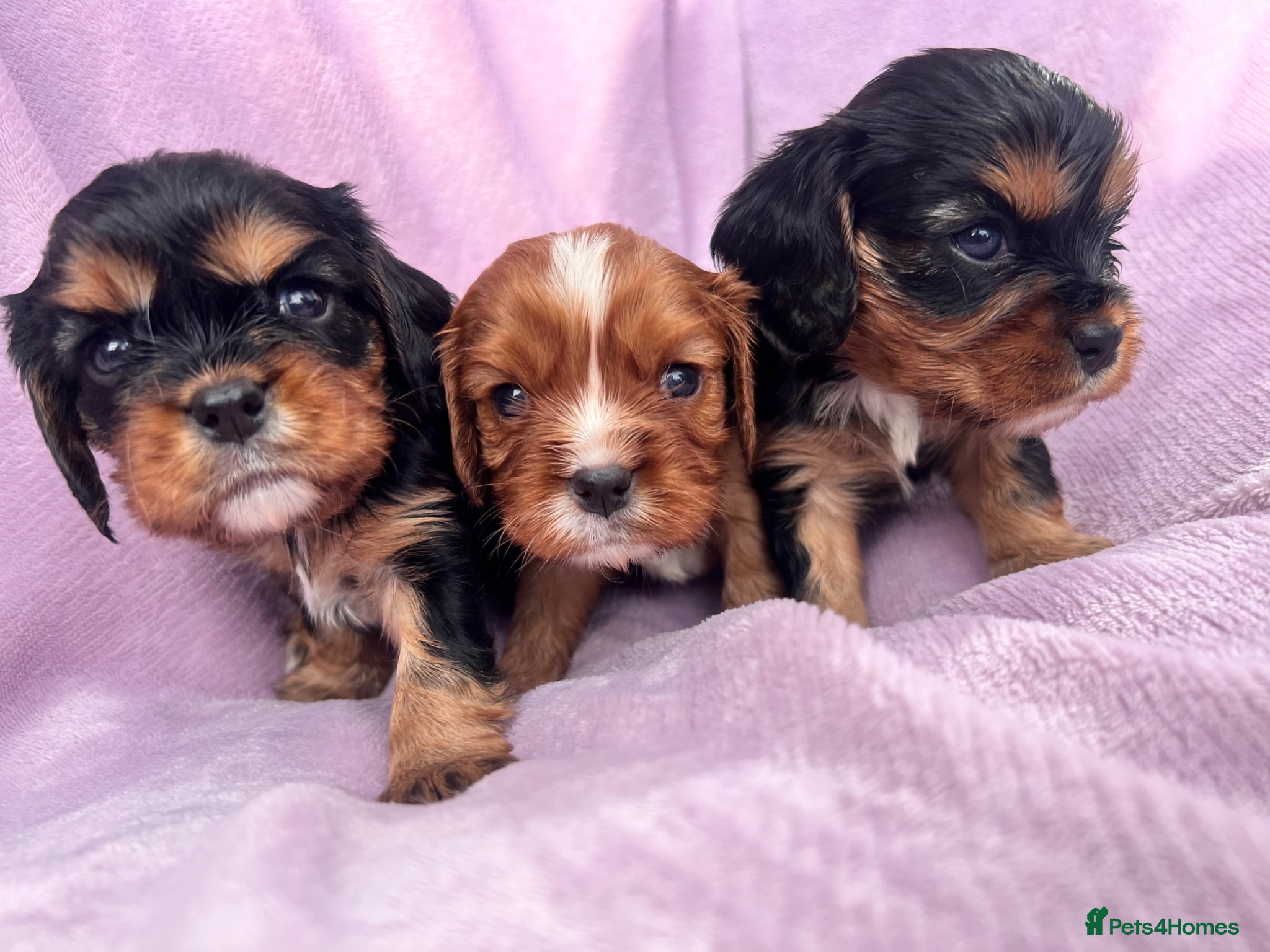 Cavalier King Charles Spaniel dogs beautiful cavalier King Charles puppies  - Advert 1