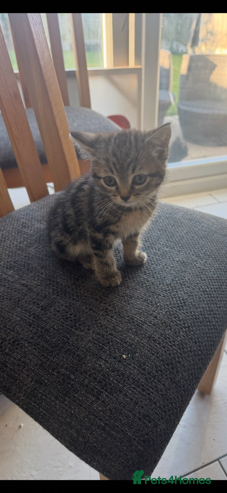 Mixed Breed cats Kittens  - Advert 1