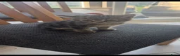 Mixed Breed cats for sale: Kittens  in Frinton-on-Sea - Advert 1