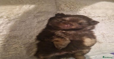 Pomeranian dogs - Advert 1