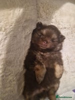 Pomeranian dogs - Advert 1