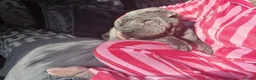 Shar Pei dogs for sale: Male and female shar pei - Advert 11