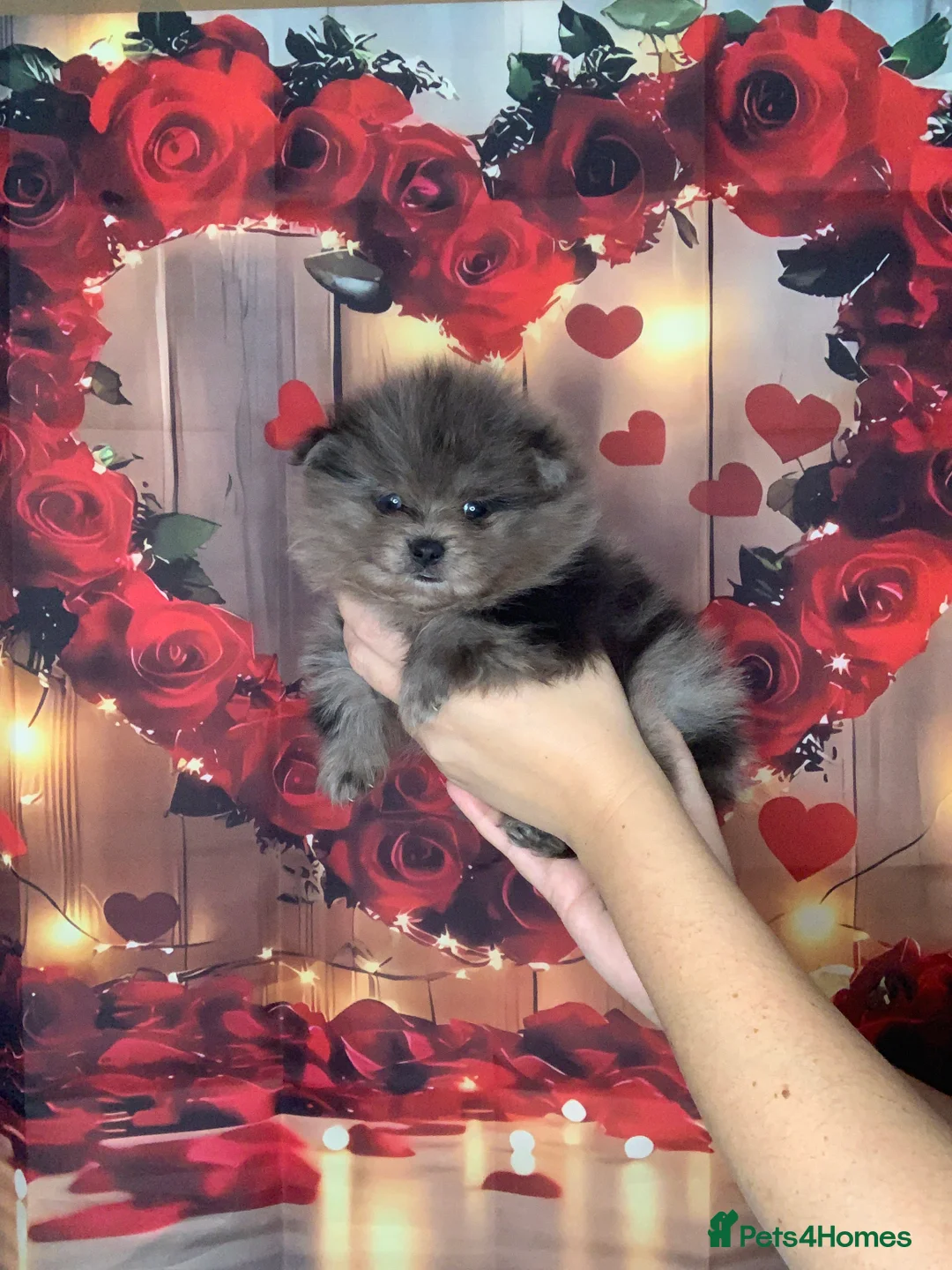 Pomeranian dogs for sale: UNIQUE BEAR FACE POMERANIAN LITTER - Advert 24