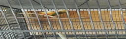 Conures birds for sale: Pair conures in Clacton-on-Sea - Advert 2
