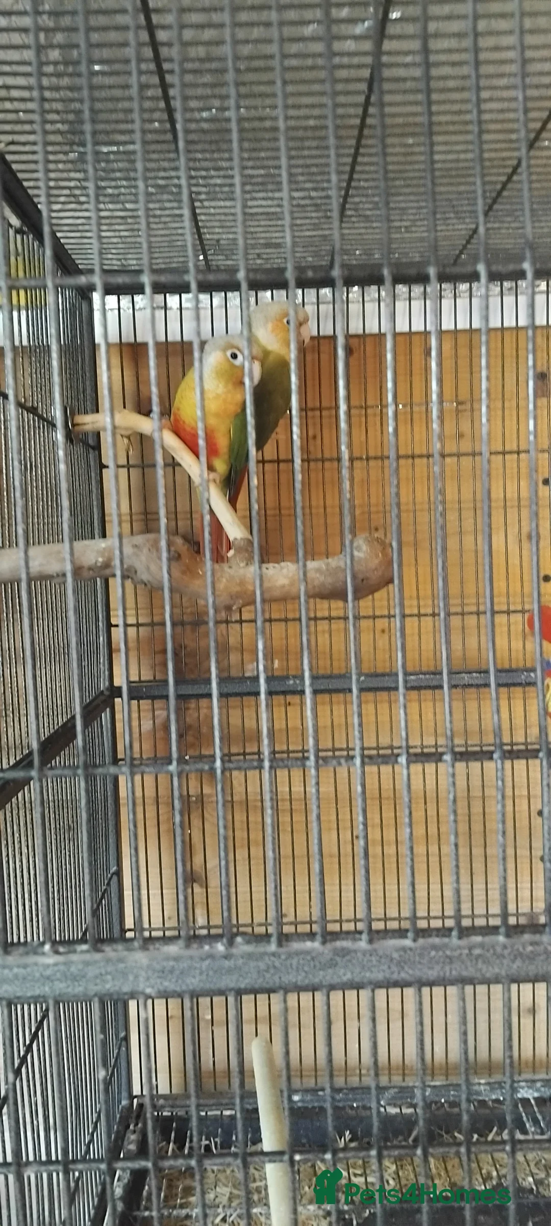 Conures birds for sale: Pair conures in Clacton-on-Sea - Advert 2