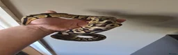 Python Snake reptiles for sale: Pastel Trojan het Clown Royal Python and setup  in Kendal - Advert 14