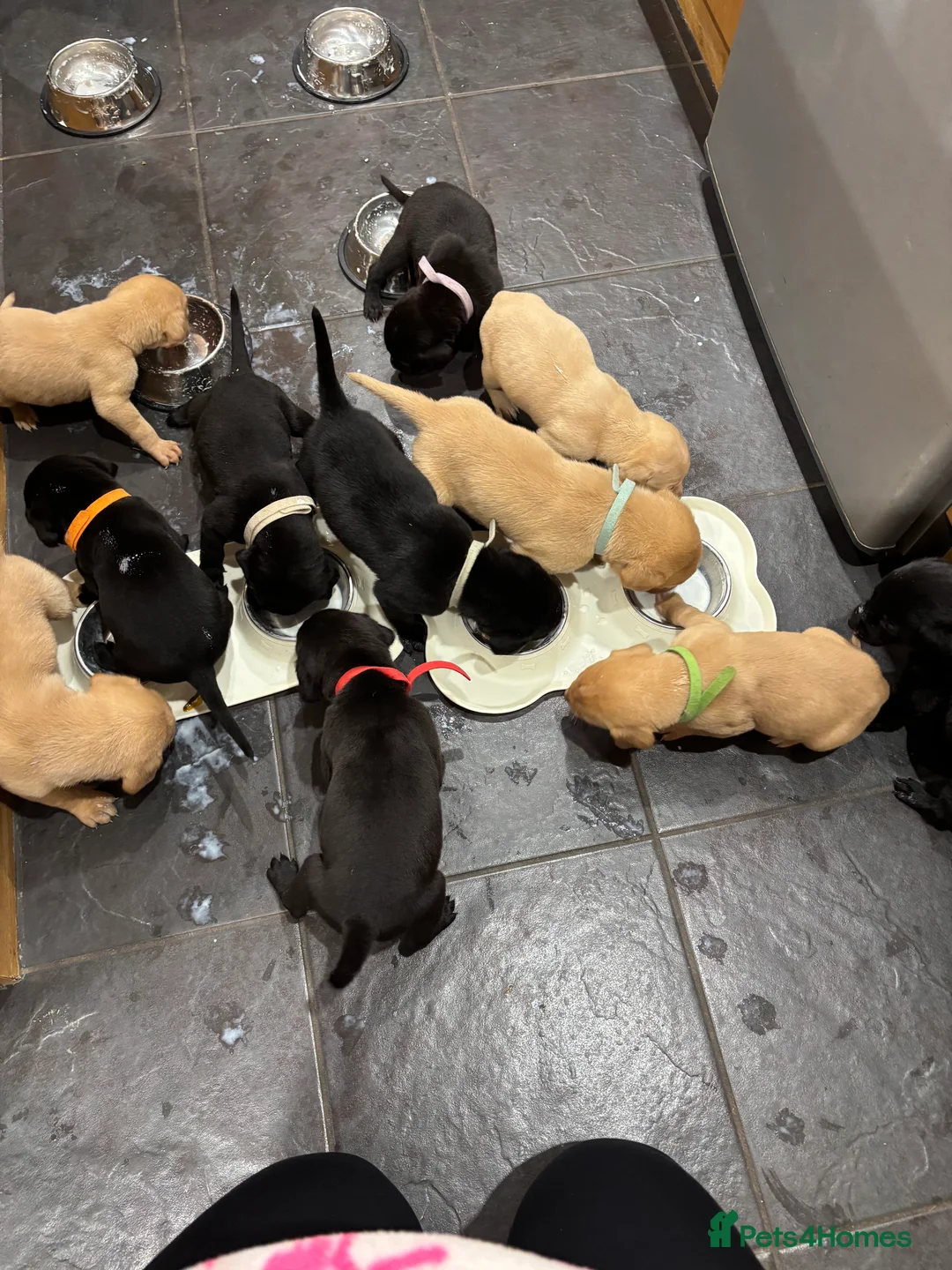 Labrador Retriever dogs for sale: Ready now! Beautiful Labrador pups (KC Reg) - Advert 26