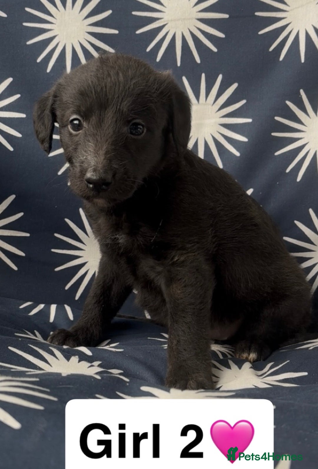 Mixed Breed dogs for sale: Bedlington whippet puppies - Image 12