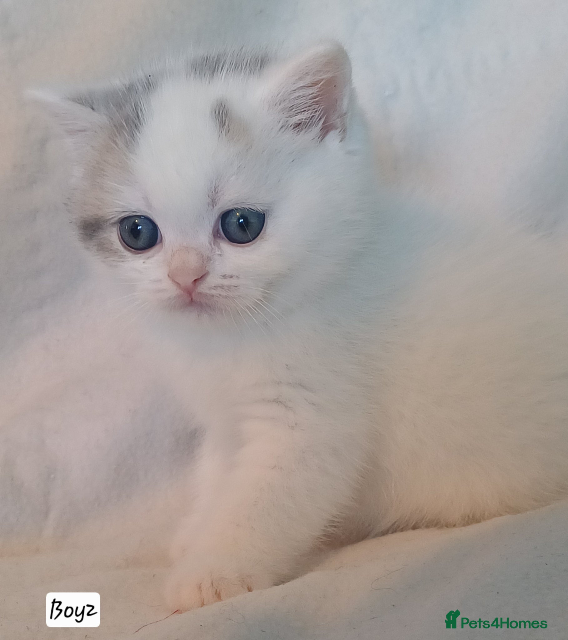 British Shorthair cats for sale: Gorgeous Brittish Shorthair 🐱 - Advert 12