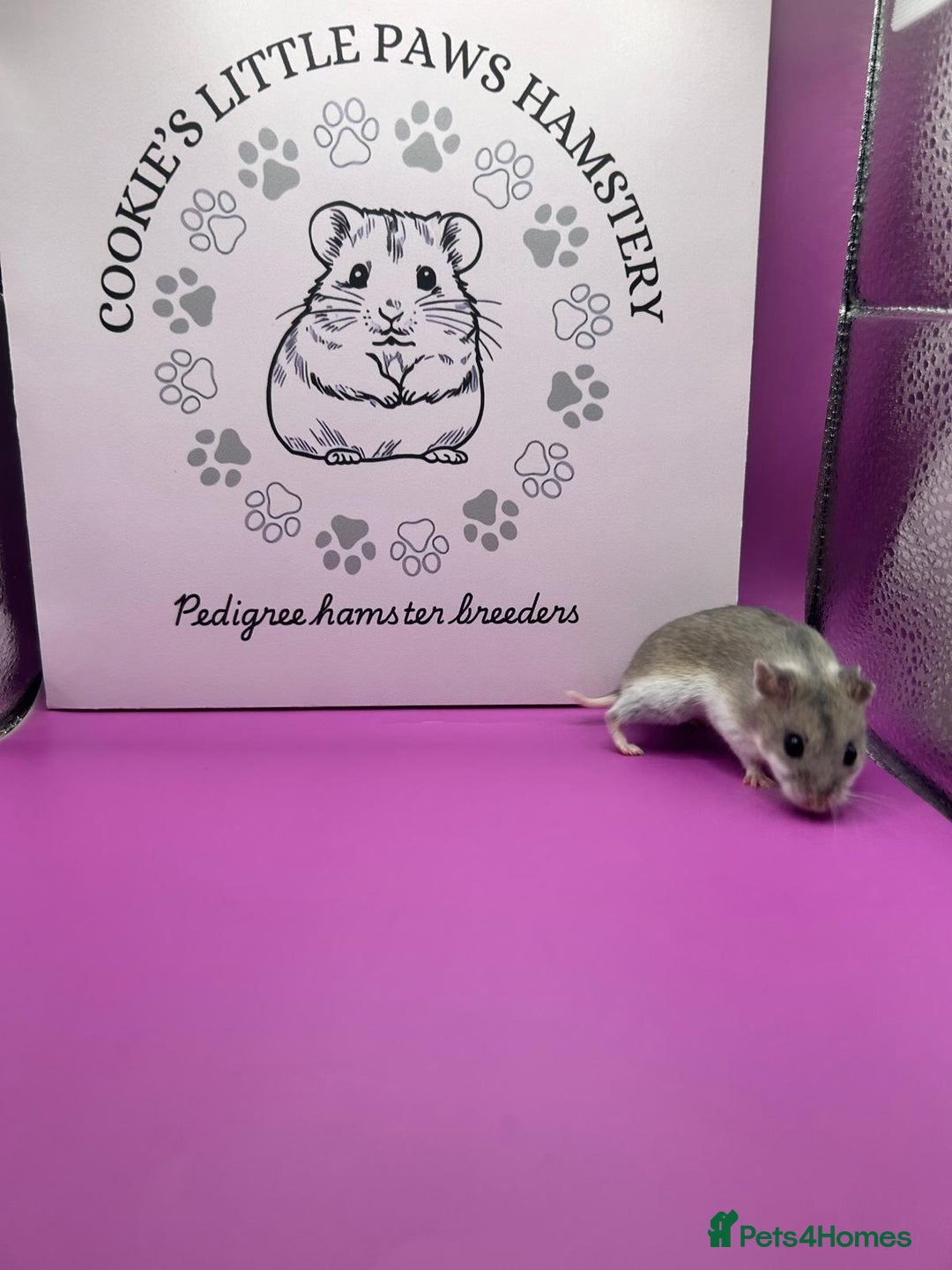 Hamster rodents for sale: Pedigree Chinese hamsters  - Image 4