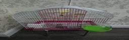 Canaries birds for sale: Canaries with cage - Advert 4