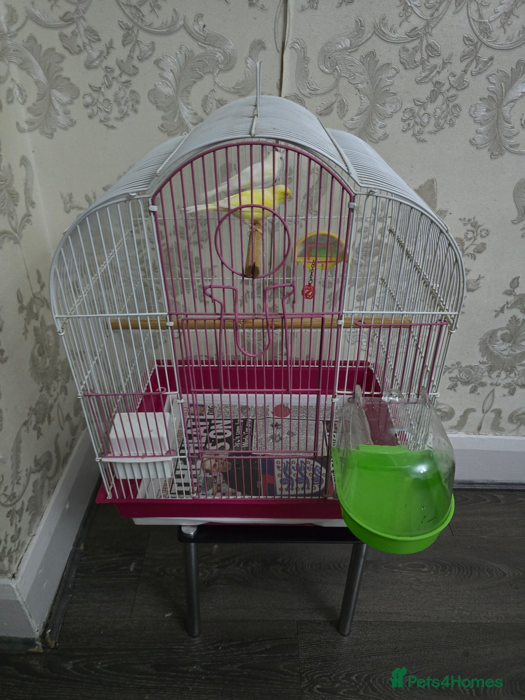 Canaries birds for sale: Canaries with cage - Advert 4