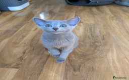 Russian Blue cats for sale: Stunning Russian Blue babies  in Huddersfield - Image 10