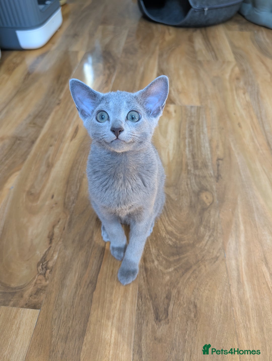 Russian Blue cats for sale: Stunning Russian Blue babies  in Huddersfield - Image 10