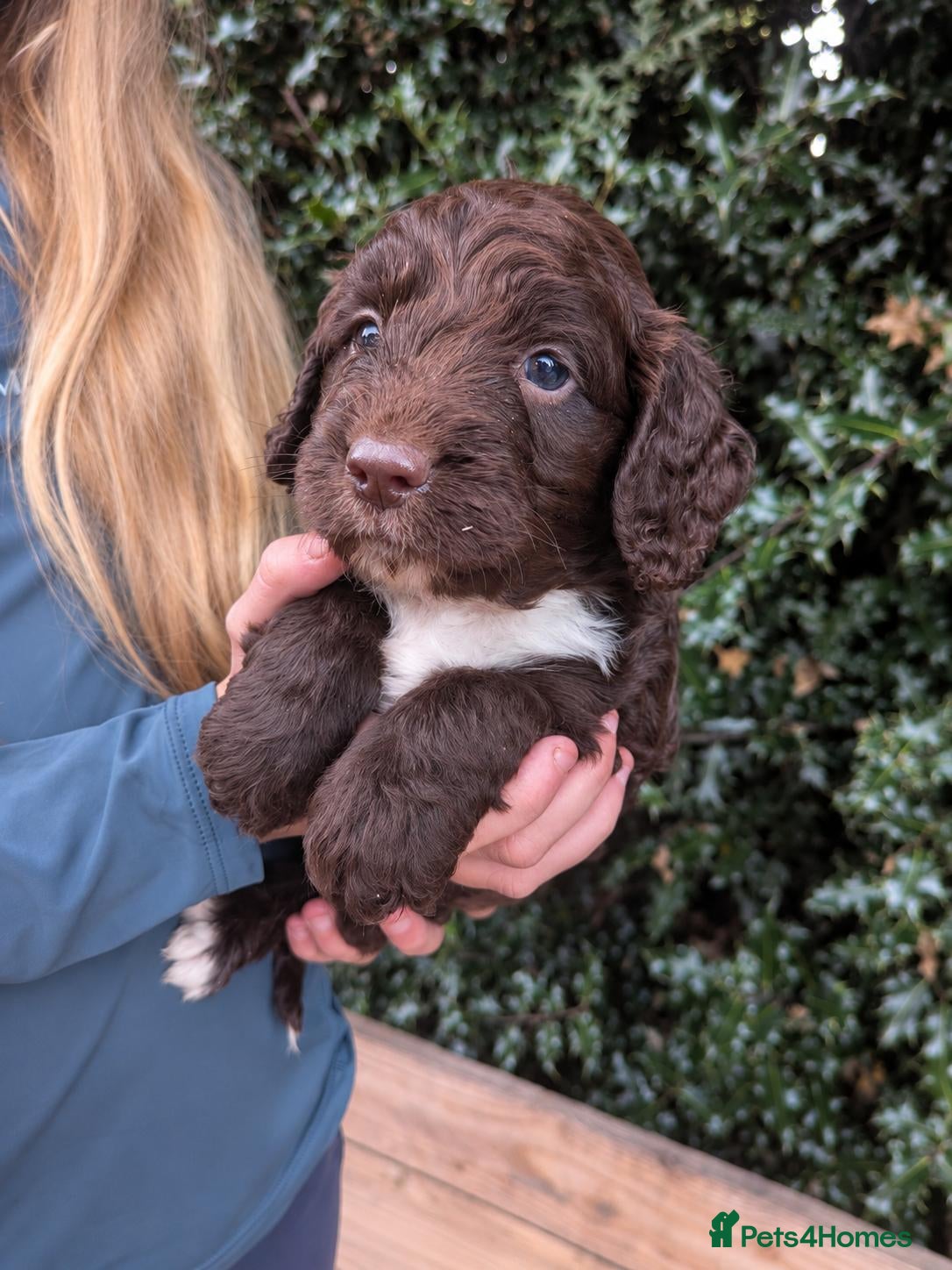 Mixed Breed dogs Beautiful Sproodle Puppies - Advert 10
