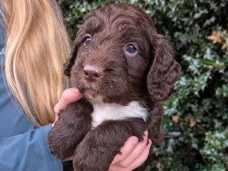 Mixed Breed dogs Beautiful Sproodle Puppies - Advert 10
