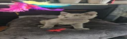 Russian Blue cats for sale: Ready Now TICA full pedigree RUSSIAN BLUE kittens  - Advert 10