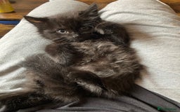 Turkish Angora cats for sale: 3 beautiful kittens ready to find a loving home  - Image 11