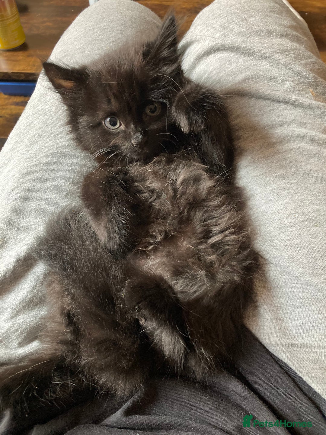 Turkish Angora cats for sale: 3 beautiful kittens ready to find a loving home  - Image 11