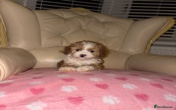 Cavapoo dogs for sale: Beautiful Cavapoo F1BB Puppies - Image 1