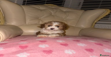 Cavapoo dogs Beautiful Cavapoo F1BB Puppies - Advert 7