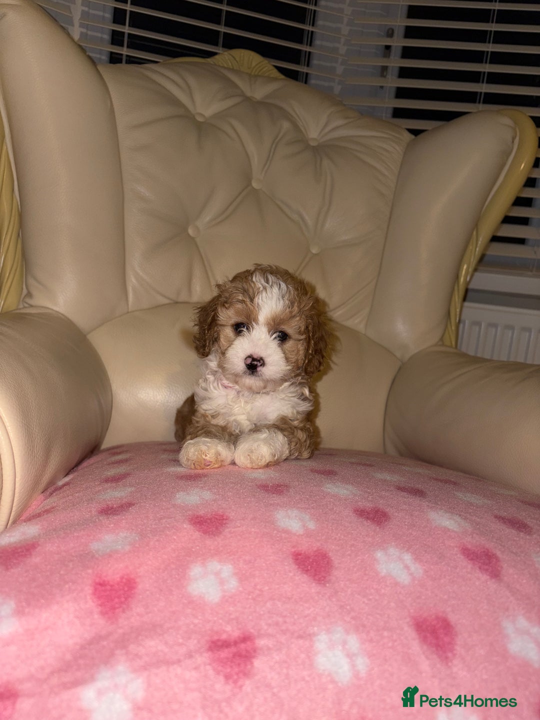 Cavapoo dogs for sale: Beautiful Cavapoo F1BB Puppies - Image 1