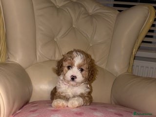 Cavapoo dogs - Advert 3