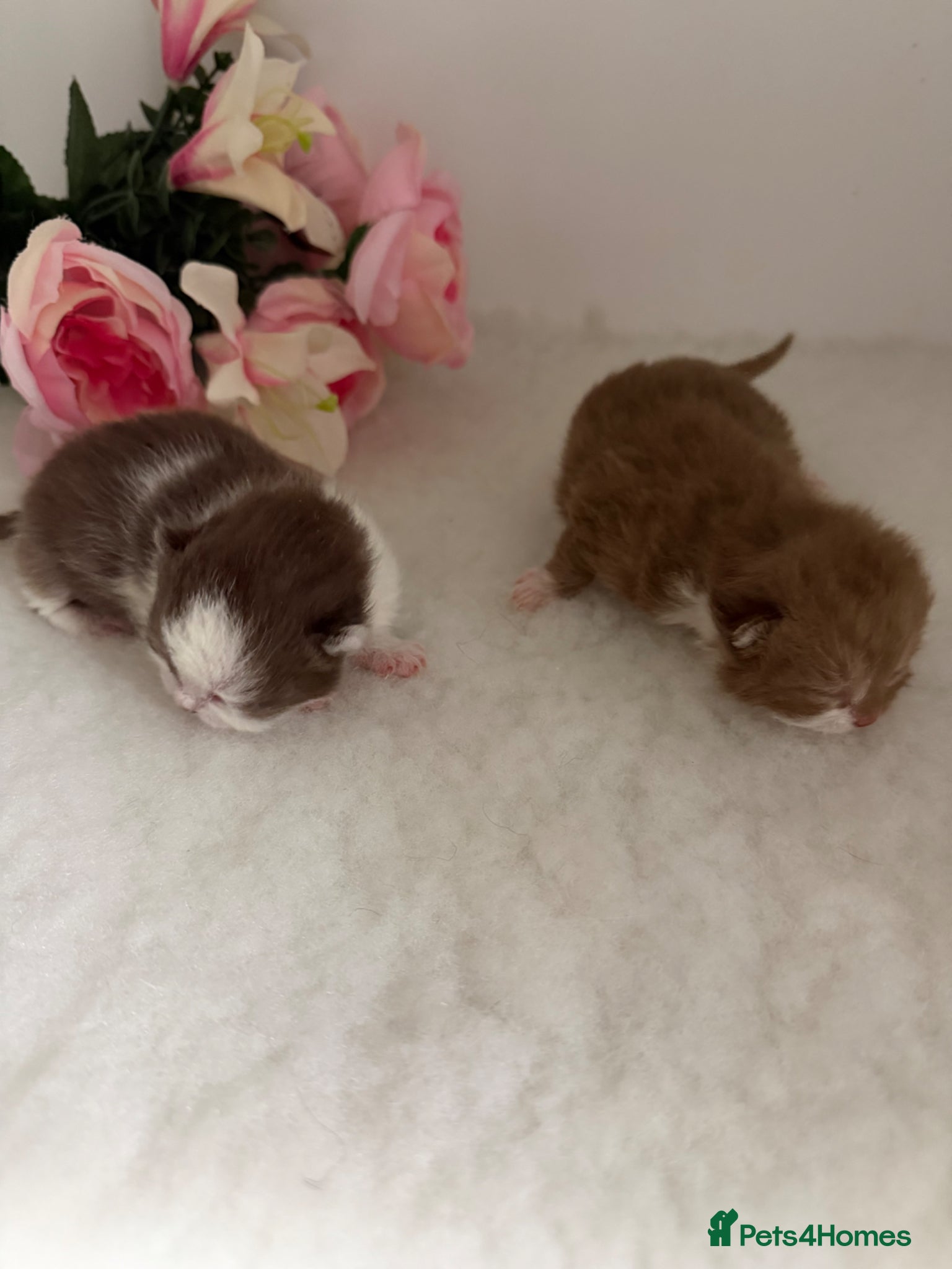 British Shorthair cats BRITISH SHORTHAIR - Full Pedigree/Registered  - Advert 2