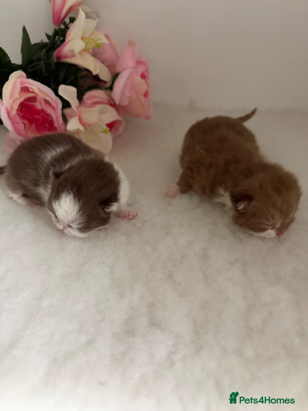 British Shorthair cats for sale: BRITISH SHORTHAIR - Full Pedigree/Registered  - Advert 2