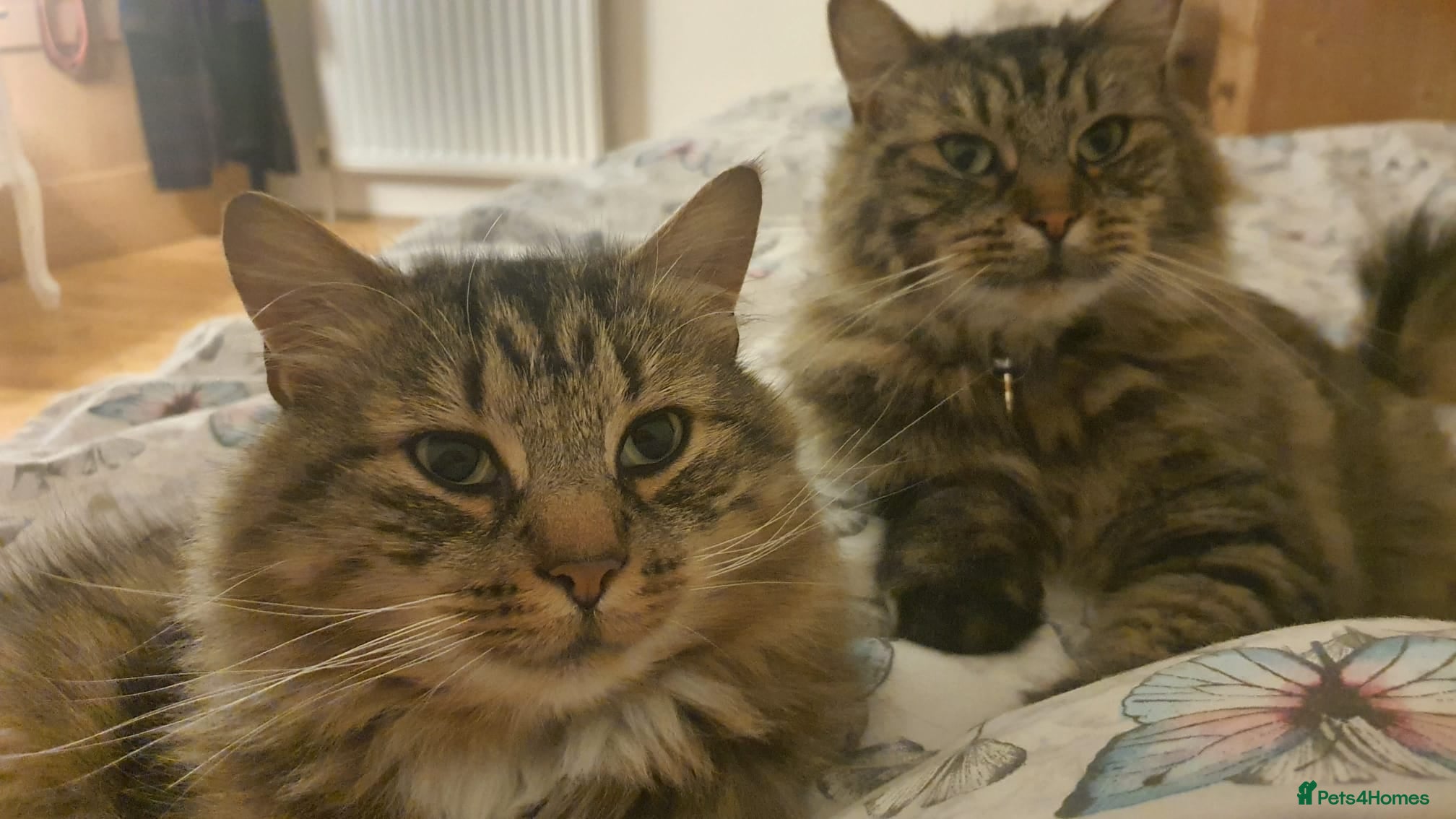 Mixed Breed cats Family of 2-3 Magical Long Hair Cats - Advert 2