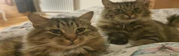 Mixed Breed cats for sale: Family of 2-3 Magical Long Hair Cats - Advert 2