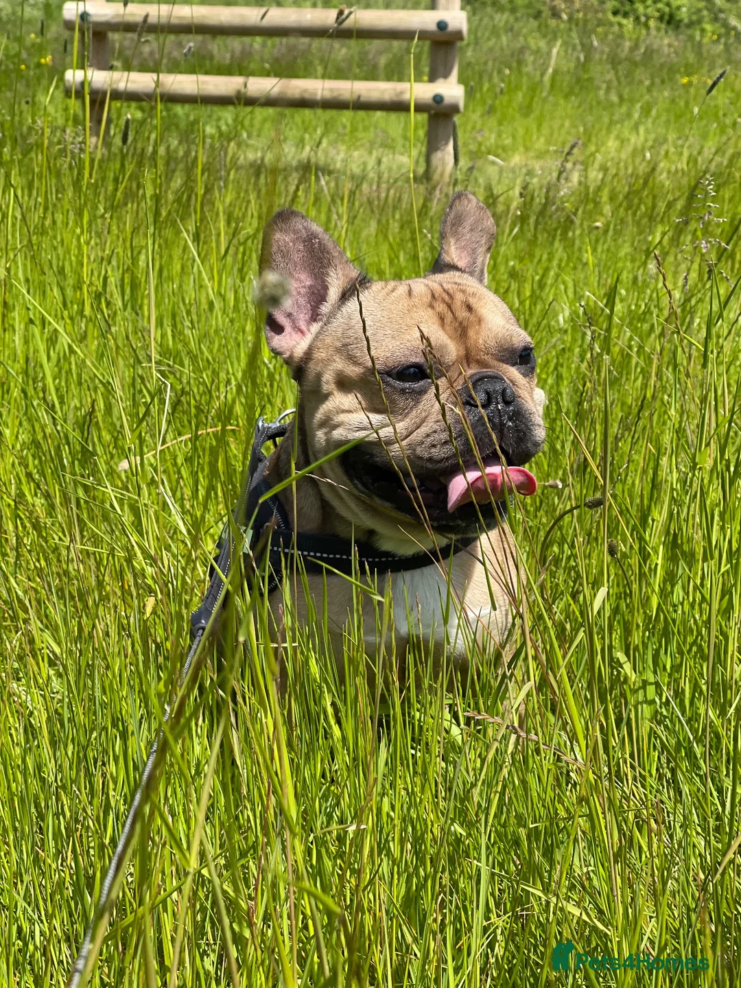French Bulldog dogs for stud: French bulldog stud - Advert 2