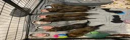Miniature Dachshund dogs for sale: 6 miniature longhaired dachshund -  - Advert 3