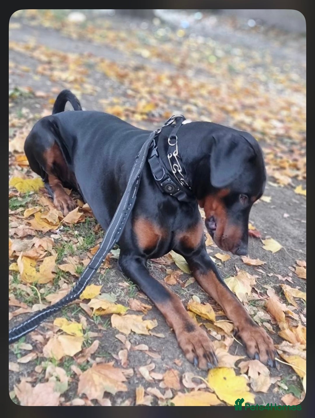 Dobermann dogs for sale: Gorgeous Male Doberman, Kamui - Advert 5