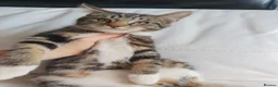 Maine Coon cats for sale: 2 Maine Coon Cross kittens for sale - Advert 4