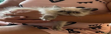Persian 4