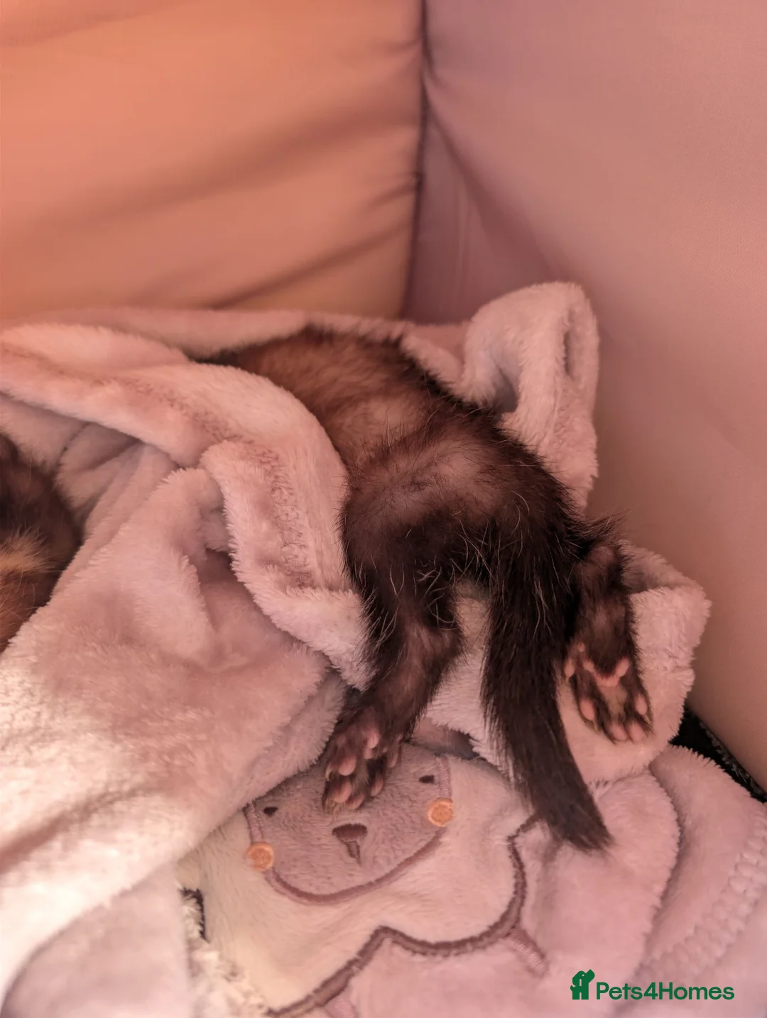 Ferret rodents for sale: 9 week old male ferrets - Advert 3