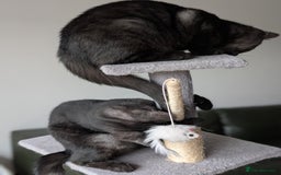 Selkirk Rex cats for sale: 😻 Stunning Selkirk Rex Mix Kittens 😻 - Image 8