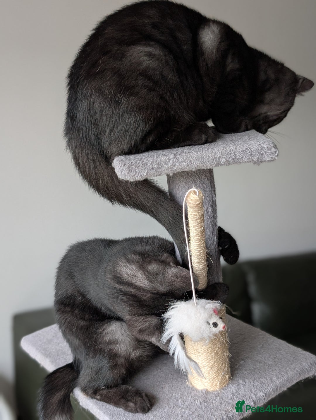 Selkirk Rex cats for sale: 😻 Stunning Selkirk Rex Mix Kittens 😻 - Image 8