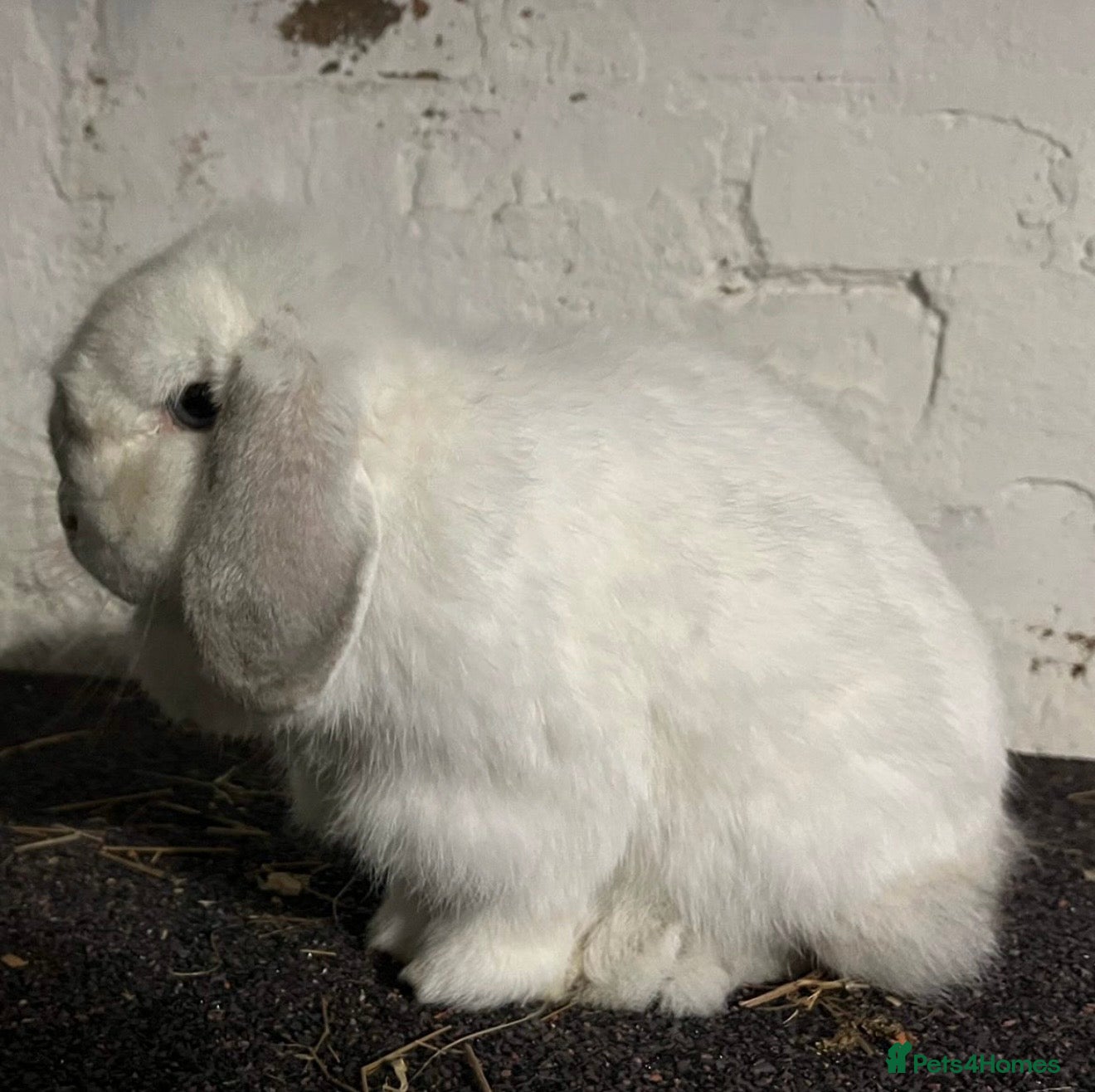 Mini Lop rabbits 2 mini lops boy and girl will need to go together - Advert 2