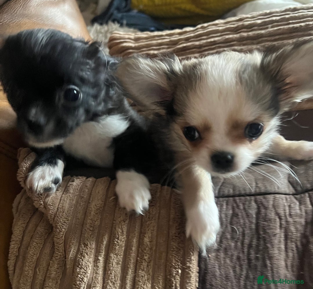 Chihuahua dogs for sale: KC chihuahua long haired boy pup ready now  - Image 2